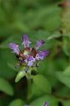 Dcim6252/DSC_9571