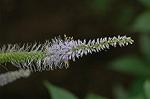 Dcim6253/DSC_9609