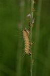 Dcim6253/DSC_9642