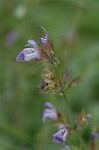 Dcim6254/DSC_9703