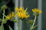 Dcim6254/DSC_9725