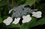 Dcim6254/DSC_9734