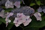 Dcim6254/DSC_9737