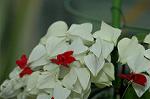 Dcim6254/DSC_9760