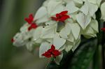 Dcim6254/DSC_9761