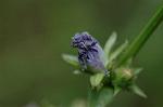 Dcim6254/DSC_9797