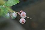 Dcim6289/DSC_1417