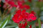 Dcim6289/DSC_1431