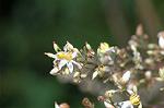 Dcim6290/DSC_1524