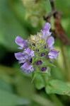 Dcim6290/DSC_1567
