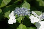 Dcim6291/DSC_1699