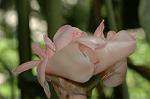 Dcim6291/DSC_1727