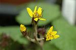 Dcim6291/DSC_1739