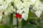 Dcim6291/DSC_1747
