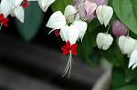 Dcim6291/DSC_1754