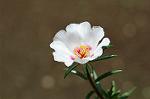 Dcim6293/DSC_1798