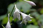 Dcim6293/DSC_1804