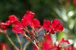 Dcim6293/DSC_1809
