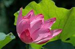Dcim6293/DSC_1825