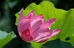 Dcim6293/DSC_1826