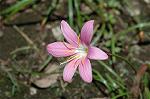 Dcim6294/DSC_1924