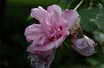 Dcim6295/DSC_2055