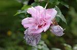 Dcim6295/DSC_2057