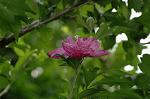 Dcim6295/DSC_2061