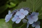 Dcim6296/DSC_2077