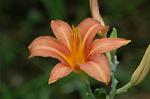 Dcim6296/DSC_2132