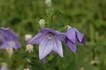 Dcim6296/DSC_2145