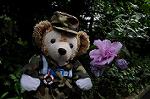 Dcim6298/DSC_4162