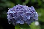 Dcim6299/DSC_2178