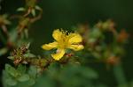 Dcim6299/DSC_2187