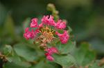 Dcim6299/DSC_2262