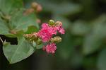 Dcim6299/DSC_2263