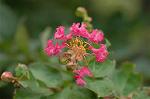Dcim6299/DSC_2264
