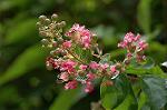 Dcim6299/DSC_2267