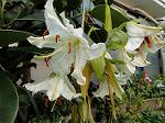 Dcim6321/DSC00506