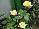 Dcim6332/DSC00531
