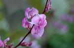 Dcim6336/DSC_3078