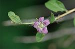 Dcim6342/DSC_3696