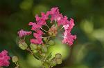Dcim6353/DSC_3843