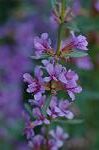 Dcim6354/DSC_3946