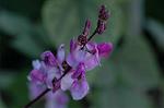 Dcim6354/DSC_3950