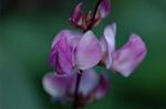 Dcim6354/DSC_3956