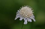 Dcim6366/DSC_4659