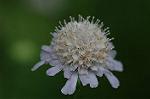 Dcim6366/DSC_4667