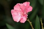 Dcim6367/DSC_4774