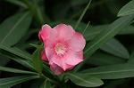 Dcim6367/DSC_4786